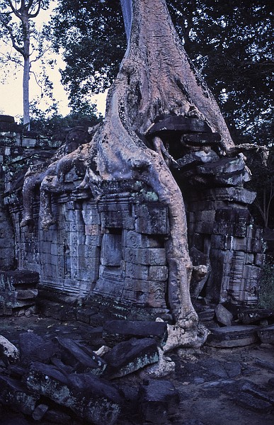Preah Khan jungle eating temple.jpg